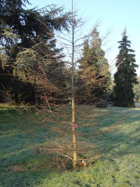 Larix kaempferi